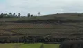 O Bosque de Galiza, no contorno da Cidade da Cultura, é unha plantación convencional