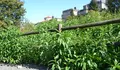 Negociación dos Orzamentos: recuperar parques e zonas verdes