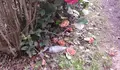 O BNG reclama o mantemento dos labirintos de camelias de Belvís
