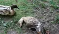 O BNG reclámalle a Compostela Aberta maior atención ás aves do estanque do Auditorio de Galiza