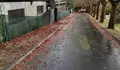 O BNG reclama que se intensifiquen os labores de recollida de follas de árbores