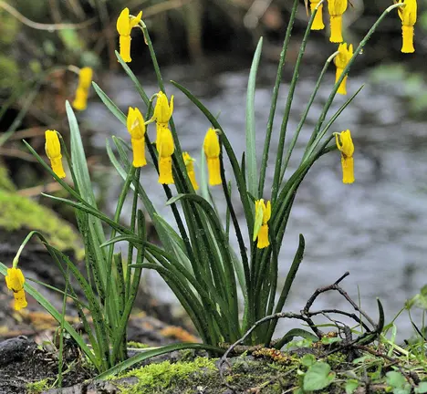Narcissus cyclamineus